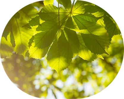 Ein schöner grüner Baum, der die Natur widerspiegelt. Ein Sinnbild für Dermatochirurgie und die zeitnahe Hautkrebsfrüherkennung.