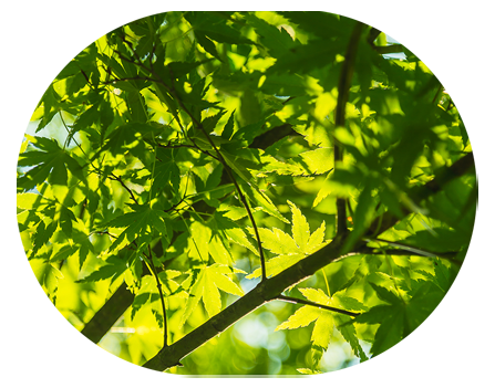 Ein schöner grüner Baum, der die Natur widerspiegelt. Ein Sinnbild für Dermatochirurgie und die zeitnahe Hautkrebsfrüherkennung.