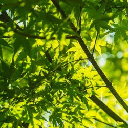 Ein schöner grüner Baum, der die Natur wieder spiegelt. Ein Sinnbild für die Ästhetische Dermatochirurgie. Ein Teil davon ist die Körperformung.